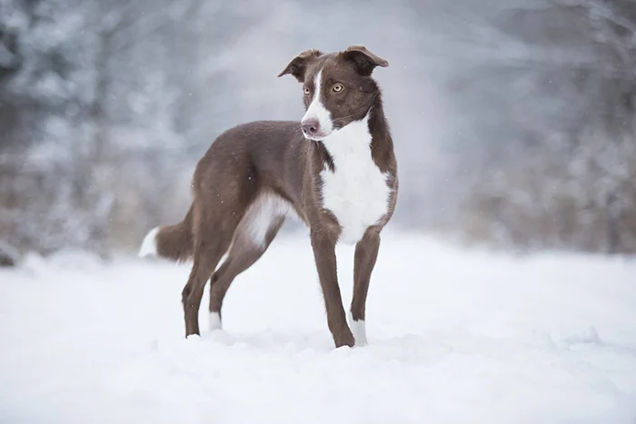 Pes Border Collie stojí ve sněhu