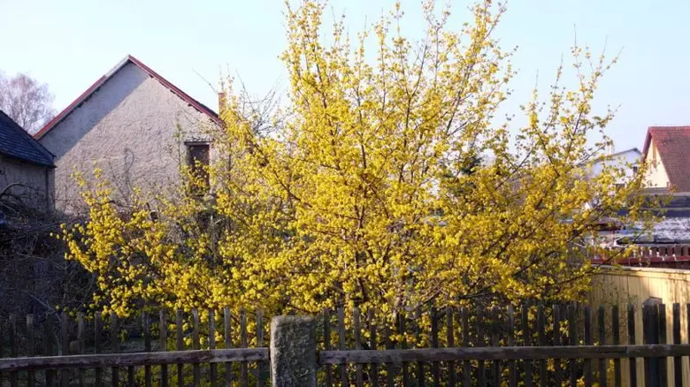 Květený třešňovník (Cornus mas) na pozadí venkovských domů.