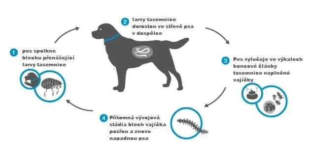Životní cyklus tasmínky u psa