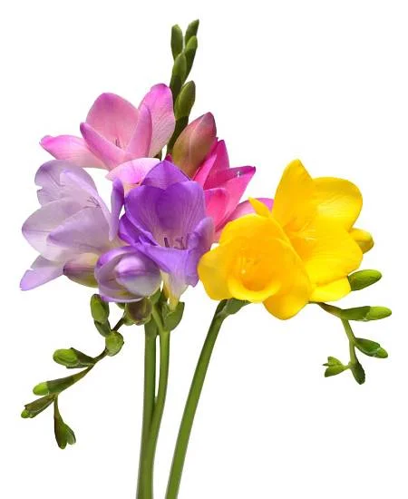 Květy frézie v růžové, fialové a žluté barvě.