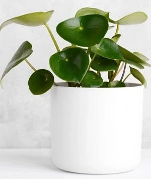 Peperomia rotundifolia v bílé květináči na světlém pozadí.