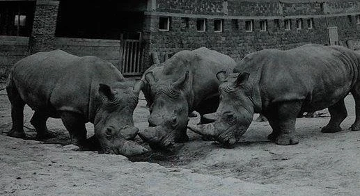 Tři nosorožci tuponosi v areálu zoo.