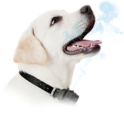 Žlutý labrador retriever štěkající s otevřenou tlamou.