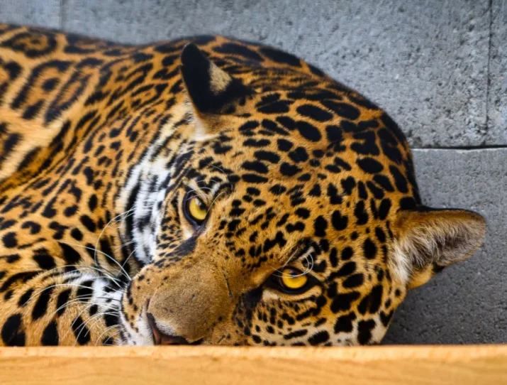 Blízký záběr na odpočívající jaguara s žlutýma očima.