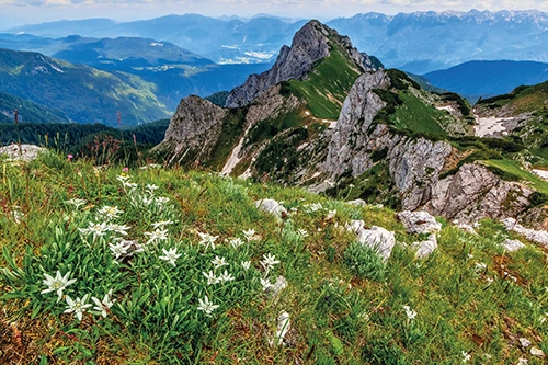 Bílé květy protěž alpská na vysokohorské louce