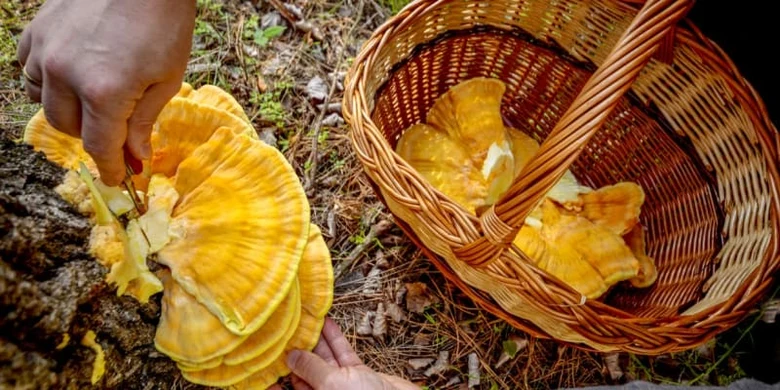 Ruční sběr žlutých hřibů rostoucích na stromě do košíku.