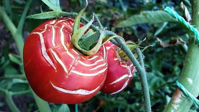 Rajčato s chorobou na povrchu