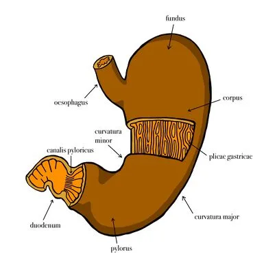 Anatomie žaludku s označenými částmi