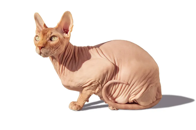 Hladká kočka kanadský sphynx sedící na bílém pozadí.