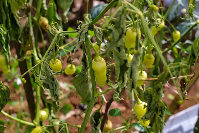 Paprika s poškozenými listy kvůli chorobě