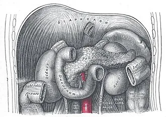 Anatomický nákres sleziny a okolních orgánů v břišní dutině.