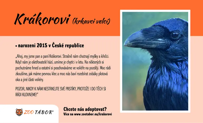 Velký krkavec v Zoo Tábor s informacemi o péči.
