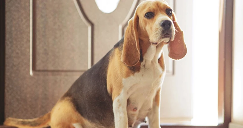 Březá fenka basset hound sedící u okna