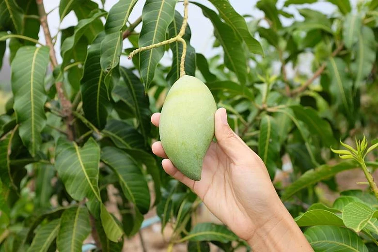 Zralý mango na stromě, připravený k sklizni