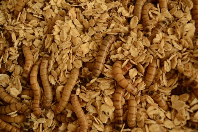 Potomníci mouční v krmivě pro chov
