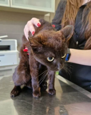 Hnědá kočka v veterinární ordinaci hledá nový domov.
