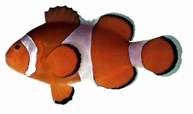 Klaun očkatý, ryba z rodu Amphiprion pro akvaristiku.