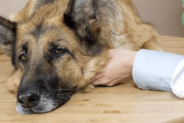 Pes leží na stole u veterináře