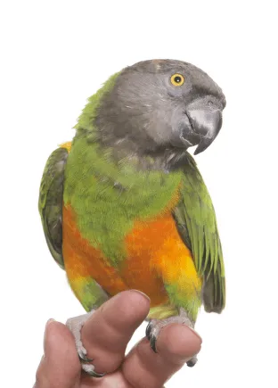 Senegalský papoušek sedící na prstu člověka.