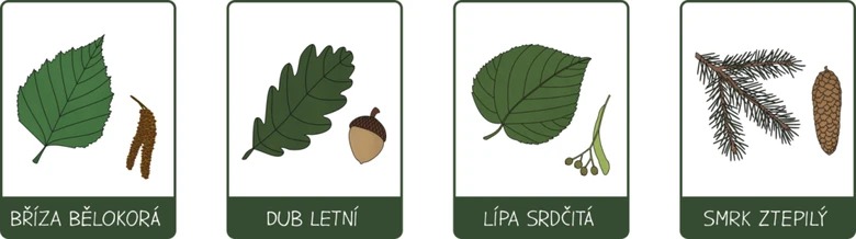 Ilustrace listů čtyř druhů stromů s českými názvy.
