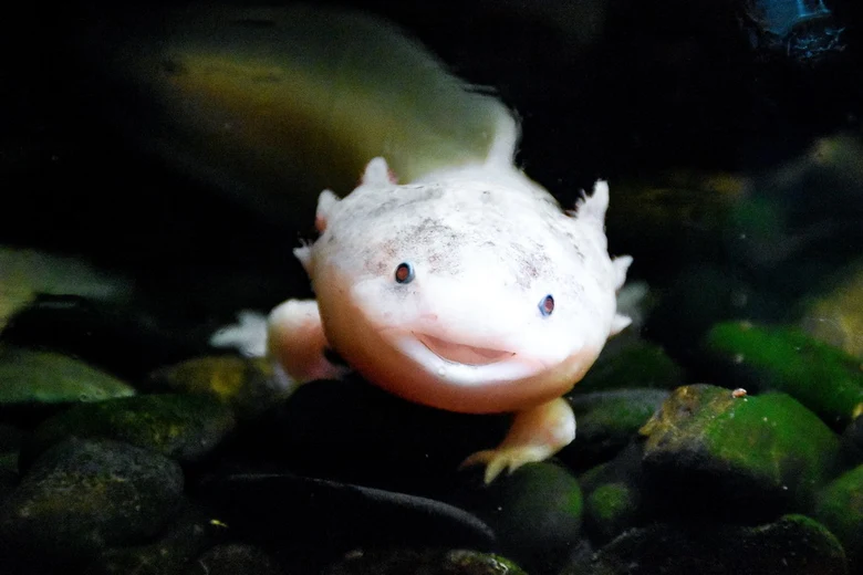 Bílá axolotl se usmívá v akváriu na tmavém štěrku.