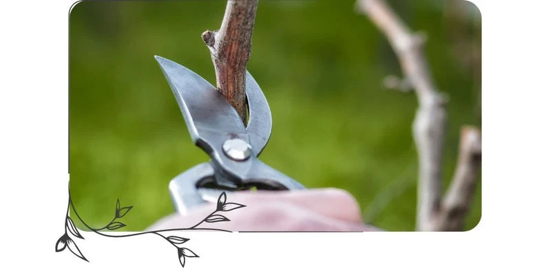 Stříhání vinné révy – nástroj a větvička
