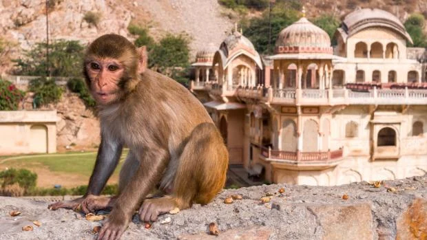 Makaka rhesus sedící na kamenné zdi před indickou architekturou
