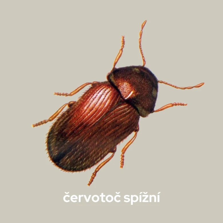 Červený brouk červotoč spížní na neutrálním pozadí