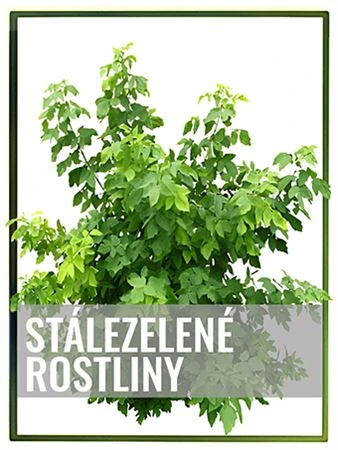 Stálezelená rostlina pro vaši zahradu