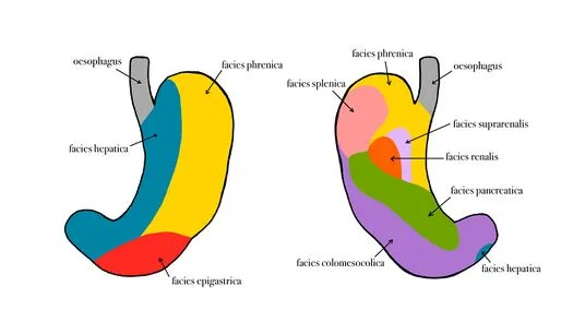 Anatomie žaludku s označenými plochami