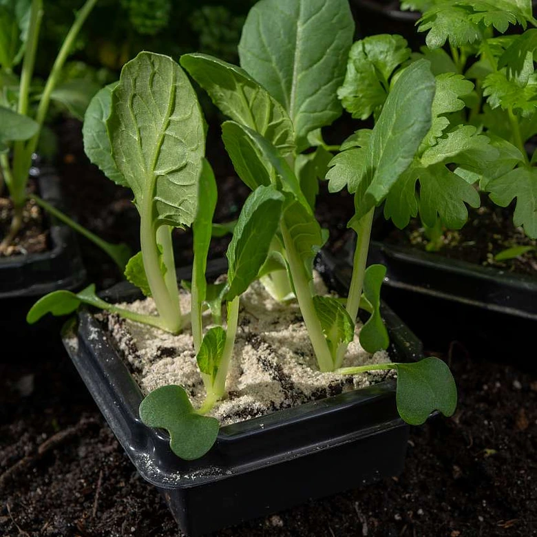 Malé rostlinky salátu pak choi v pěstnickém koši