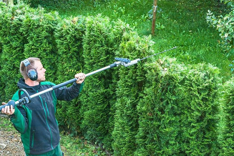 Muž stříhá živý plot z jehličnatých keřů zahradním nůžkami.