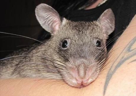 Degu na lidské ruce – detailní záběr hlavy.