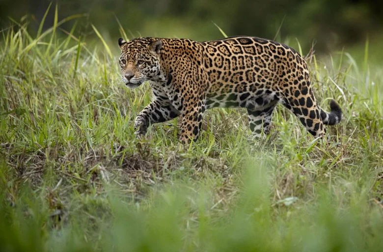 Jaguar chodící po trávě v přírodě