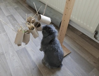 Králík s hračkou z kartonových trubek pro obohacení prostředí.