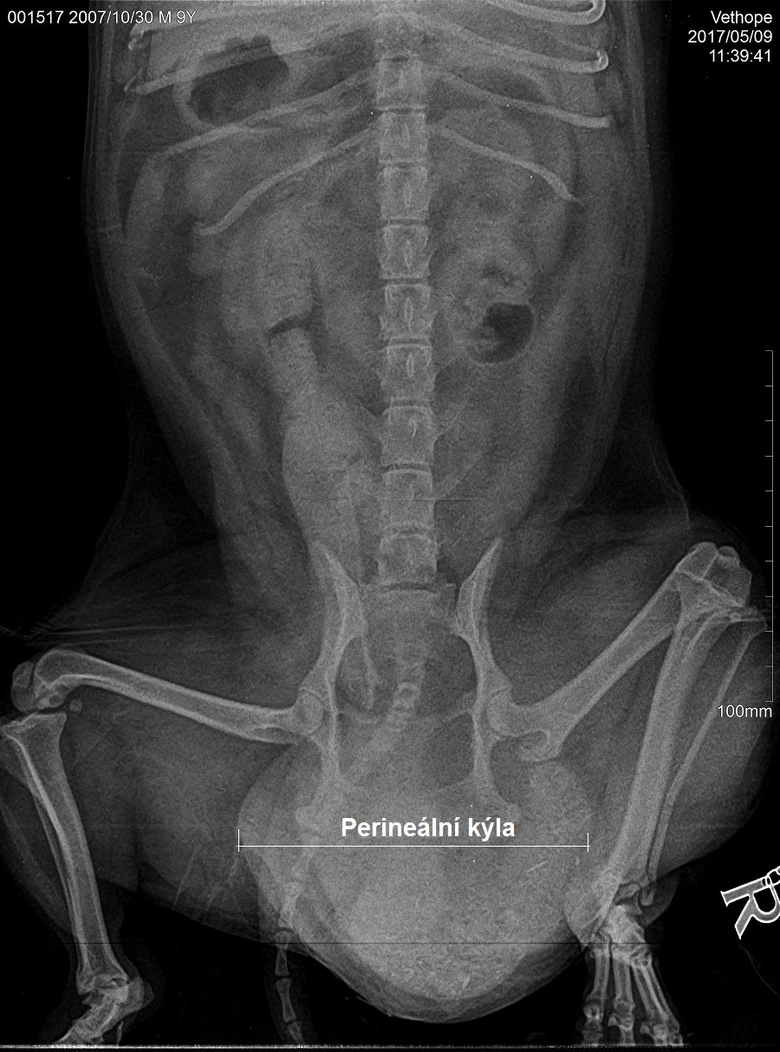 Röntgen snímek perineální kýly u zvířete