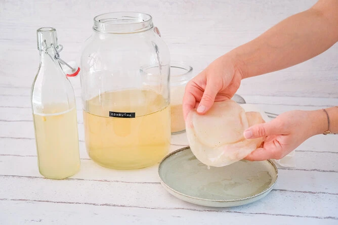 Ruce drží SCOBY nad talířem při výrobě kombuchy doma