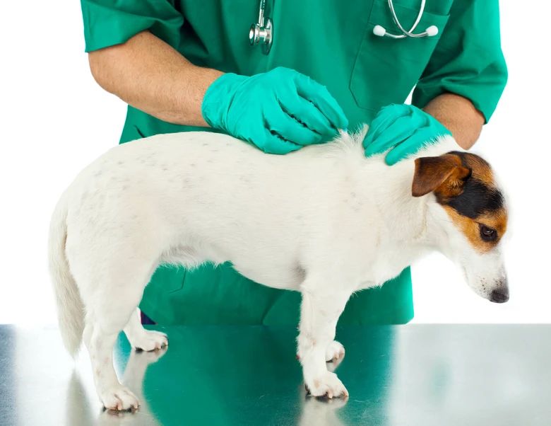 Veterinář vyšetřuje psa na parazity