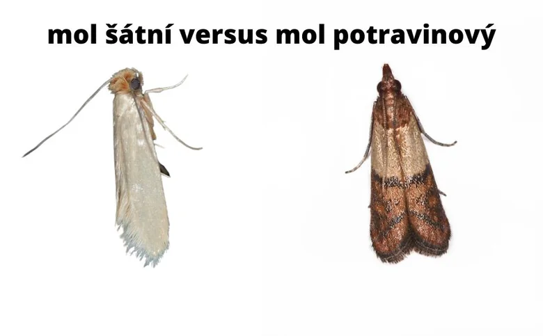 Porovnání šatního mola s potravinovým molem