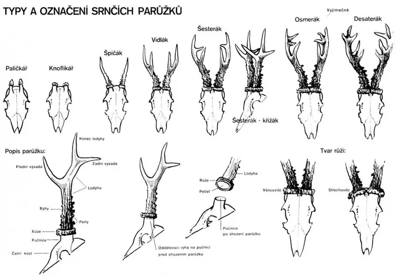 Typy srnčích parůžků s označením anatomických částí