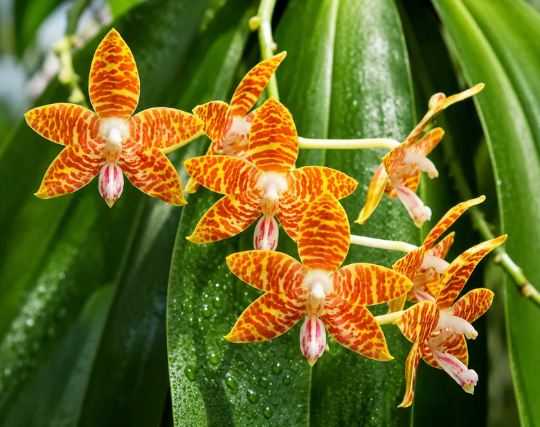 Jasné oranžovo-červené květy orchidejí na zeleném listí.