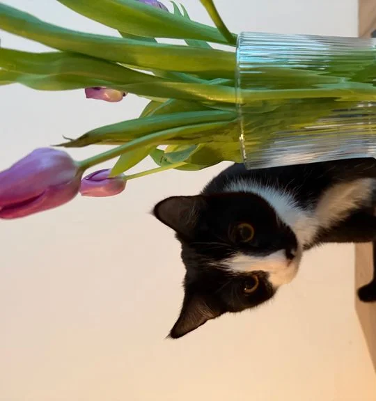 Černobílá kočka se dívá na fialové tulipány v váze.