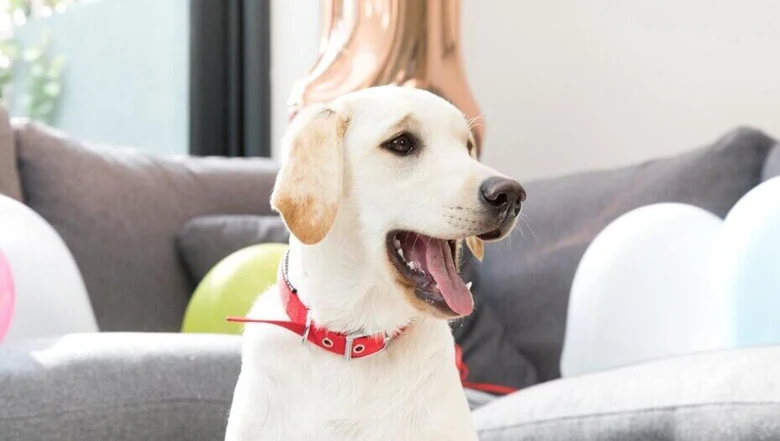 Bílý labrador s červeným obojkem sedí na gauči.