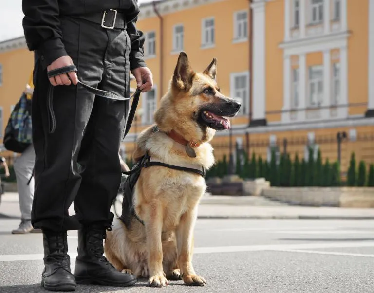Policejní pes s výcvikovým vybavením při službě.