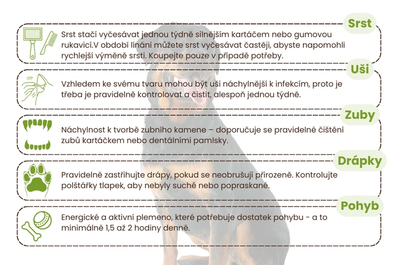 Infografika o péči za rotvajlera: srst, uši, zuby a pohyb.