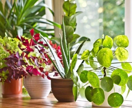 Peperomia rotundifolia mezi zdravými pokojovými rostlinami u okna