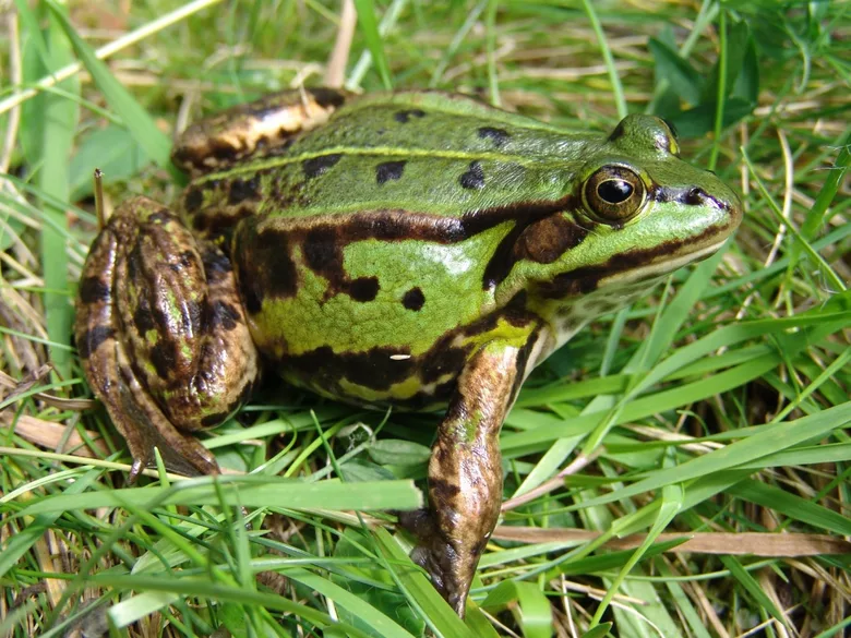 Zelený kuňka obecná v trávě s tmavými skvrnami.