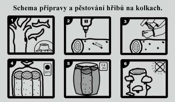 Václavka obecná jak ji pěstovat: kompletní návod