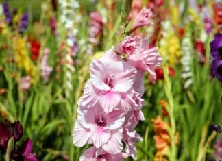 Rostoucí růžové a fialové gladiole na slunci.