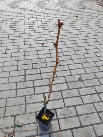 Opracovaná vinná réva v květináči po stříhání